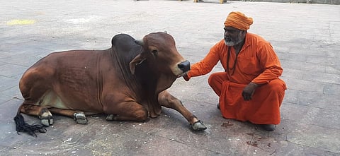 A man in orange robes gently strokes a brown cow lying on a stone pavement. The scene is peaceful, conveying a sense of harmony and care.
