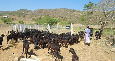A woman walks with a herd of goats.