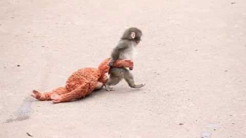 A small monkey pulls a plush toy by its arm across a concrete surface. The scene is cute and playful, suggesting a sense of companionship and innocence.