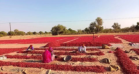 Women sit in field covered in dried red chillies, sorting them out.