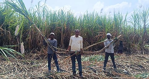 Three farmers stand in a sugarcane plantations, folding a bundle of canes between them.