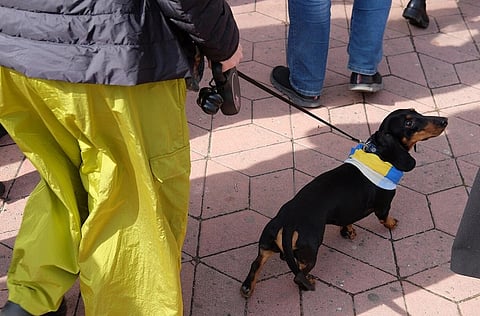 A dachshund on a leash wears a blue and yellow scarf, walking beside a person in bright yellow pants, on a sunlit brick pavement.