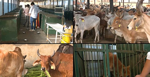 अहमदाबाद : मानव-पशु सहअस्तित्व को मजबूत करने के लिए नगर निगम की अनूठी पहल, फीडिंग स्पॉट्स और एआई तकनीक से शहर स्वच्छ