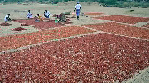 तमिलनाडु के रामनाथपुरम में मिर्च की फसल खराब होने से बढ़े दाम