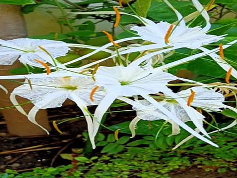 सुदर्शन: नाम की तरह सर्वगुण संपन्न है यह पौधा, गठिया जैसी बीमारी में भी देगा आराम