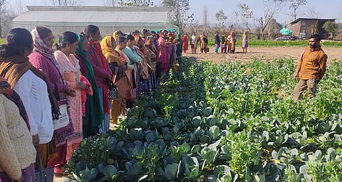 Several women stand facing a man standing in a patch of crops.