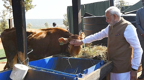 Narendra Modi petting a cow eating feed