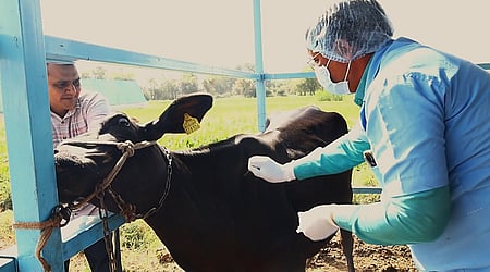 Gujarat cuts spread of foot and mouth disease to 3 pc as vaccination drive boosts herd immunity