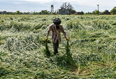 Raj CM directs District Collectors to do ground surveys to assess crop damage due to rains