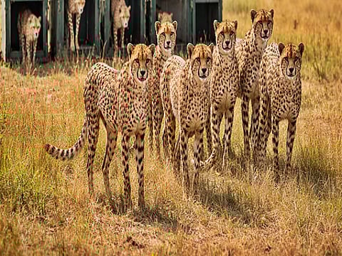 9 cheetahs complete quarantine at MP