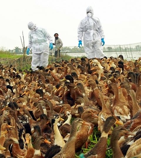 Over 22,000 birds culled, buried as flu outbreak confirmed in Chhattisgarh