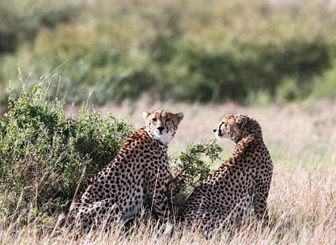 Cheetah from Kuno reaches Rajasthan village, triggers panic