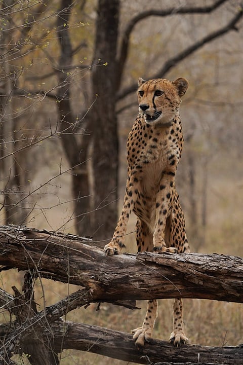 Milestone for first India-born cheetah
