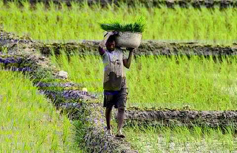 Diversification no longer choice but necessity for future of Punjab