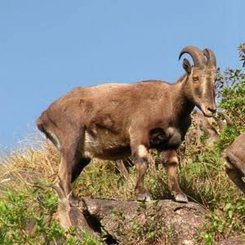 Nilgiri Tahr census likely after TN polls; forest dept prepares with new tech, training