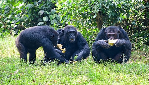 Three chimpanzees sit on grass, each eating fruit. Lush greenery surrounds them, creating a serene and natural atmosphere.
