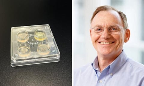 Left: A sample of a drug resistant fungi; right: a researcher