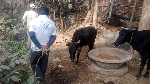 Two men in a rural setting near cows and a large bowl of feed. One man wears a white shirt with text in hindi- Ganga Prahari, creating a calm, pastoral scene.