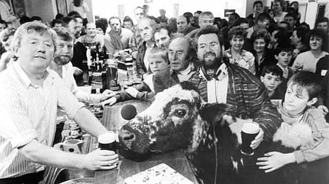A packed pub, filled with smiling people gathered around a bar. A cow is at the counter, with people holding pints nearby. The mood is festive and lively.