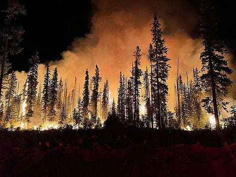 Dense forest engulfed in flames at night, with tall trees silhouetted against a fiery orange sky. Intense, urgent atmosphere of a wildfire.
