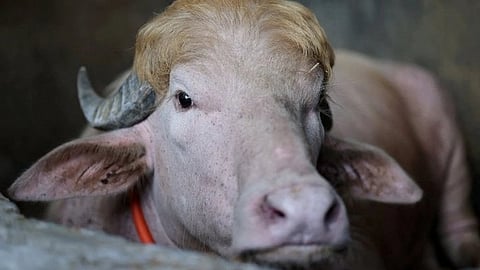 Close-up of an albino buffalo with light fur and curved horns, resting its head on a concrete surface. The setting feels calm and subdued.