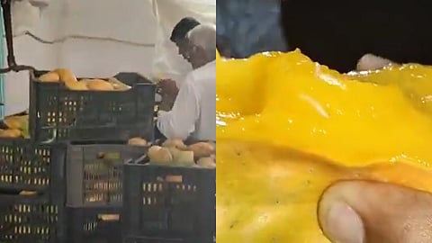 Two men inspect ripe mangoes stacked in crates on the left. A close-up on the right shows hands holding a pulpy mango with worms in it