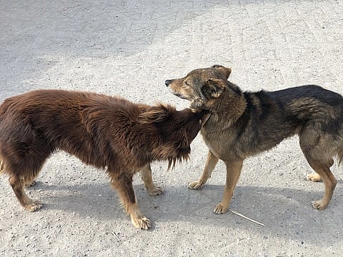 Officials and lawmakers have defended the new amendments as necessary measures to protect people from the country’s growing stray dog problem.