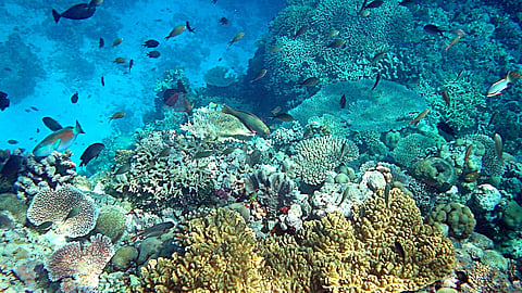In the image inside a ocean is shown with many fishes and under water plants including coral reefs in Papua new guinea area