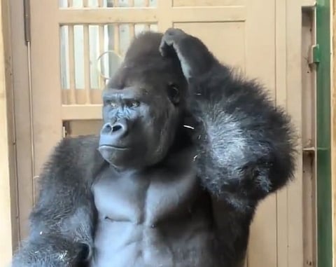 Image of Kiyomasa the gorilla with his one hand on his head seeming confused.