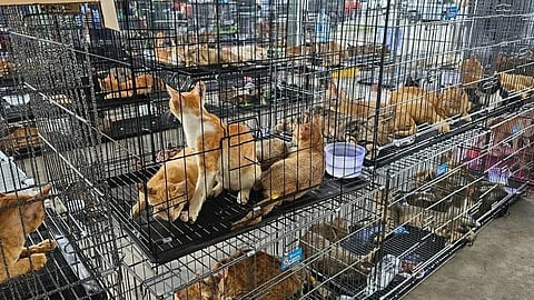 Rescued cats in temporary shelters after Vietnamese police busted an illegal pet theft and cat meat trafficking ring