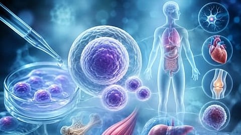 In the image human body organs and cells are shown
