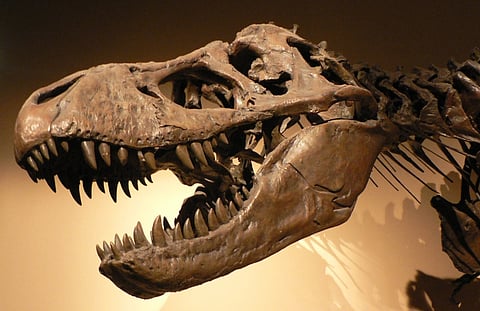 Picture of a T-Rex head on display, in Palais de la Découverte, Paris