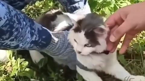cat caught smuggling drugs Russian prison viral video