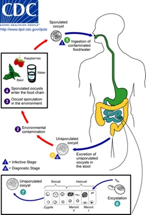 The image shows the cycle of cyclospora infection.