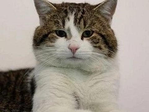 Closeup image of Larry the Cat who recently surpassed the sixth prime minister of UK defeating keir Starmer.