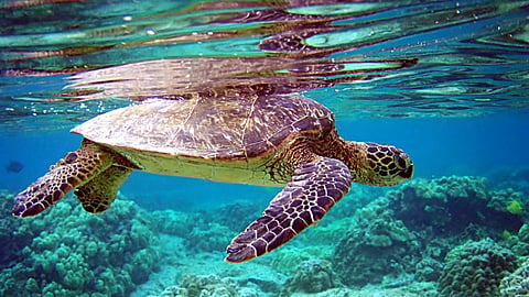 The image shows a turtle underwater
