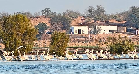 Birds frolicking in the water spread across Badopal
