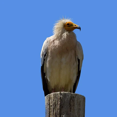 Rare Egyptian vulture rescued in Delhi, probably injured by Manja