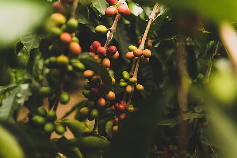 Saving Coffee Beans From Climate Change