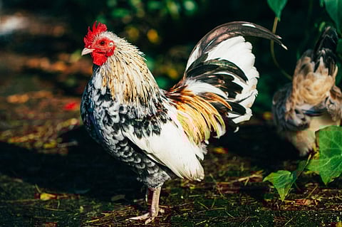 Rooster charged for traveling in a bus in Telangana