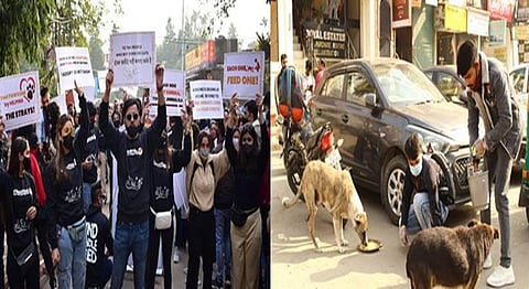 To rescue, feed, and adopt all animals in need is the goal of these people. | Photo by Camilo Fierro on Unsplash