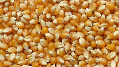 Five Cryptocurrencies to Watch Closely Next Year – HUH Token, Shiba Inu, Cardano, Solana, and Avalanche