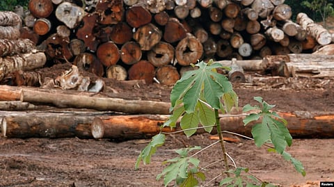 Amazon Rain Forest Turning Into Carbon Source, UN Agency Warns