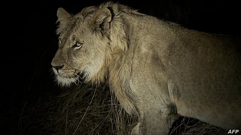 A ranger stands next to a vehicle during the annual census at the Balule Reserve, in northern Limpopo. Aug. 31, 2021 Image source: voa