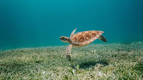 Skincare in this season is simply dependent on balancing the pH levels of your skin and switching products as required. Photo by Audrey Fretz on Unsplash