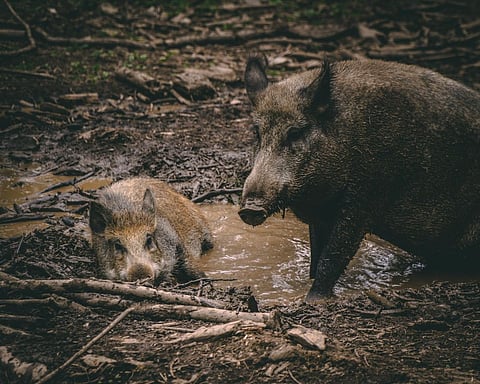Deforestation has been a leading cause for increased animal-human encounters. Photo by gryffyn m on Unsplash