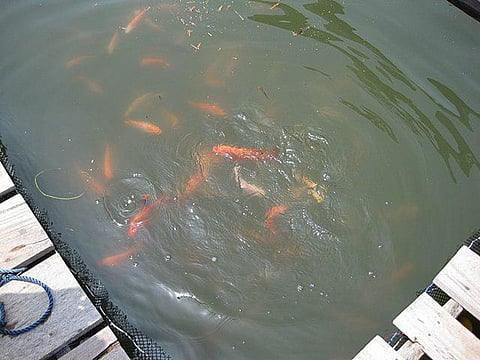 The system is suitable for growing freshwater fish species such as Pava, Koi, Magur, Singhi, Common Carp, Pangasius, Rupchanda and Rohu depending on local market demands                    Image source: wikimedia commons