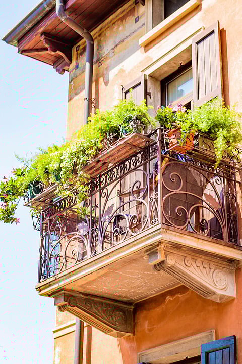 Some plants require more water, while others need less.. Photo by David Ballew on Unsplash