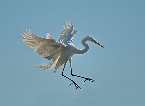 For Endangered Crane Bird ‘Sarus’ UP Is ‘Uttam’ For Breeding