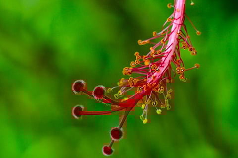 Saluva Mallaiah Deva Raja first instituted this festival in 1463 A.D at Tirumala during the period of Saluva Narasimha
